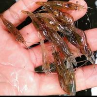 Gambar L10N Udang Tawar Hidup,Umpan Pacing,Pakan Ikan Predator dari bramikocel-1 undefined 2 Tokopedia