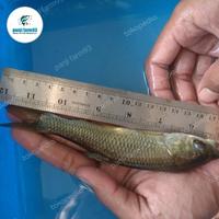Gambar NEW ikan graskap size 16-20cm dari pt. jaya abadi24 undefined 1 Tokopedia