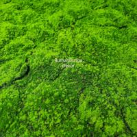 Gambar YAAKOV KARPET LUMUT MOSS ARTIFICIAL G 100CM X 100CM dari YAAKOV 02 undefined 3 Tokopedia