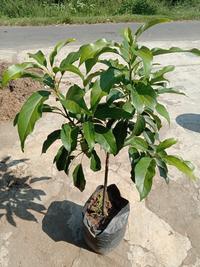 Gambar TERLARIS bibit taan alpukat 1 meter griya plants pusat pembibitan unggul READY STOCK dari husebakila undefined 4 Tokopedia