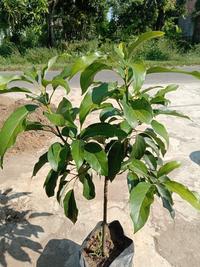 Gambar TERLARIS bibit taan alpukat 1 meter griya plants pusat pembibitan unggul READY STOCK dari husebakila undefined 1 Tokopedia