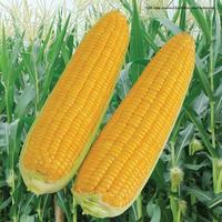 Gambar ORIGINAL Benih Jagung Manis BONANZA F1 (1800 Biji) - Bibit BONANSA 1.800 r Cap Panah Merah READY STOCK dari husebakila undefined 5 Tokopedia