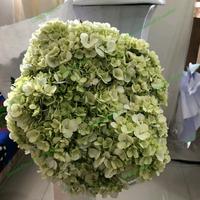 Gambar TheParty88- Hydrangea rotensia fresh flower bunga segar tangerang gading serpong b dari gsksjdhdidivh undefined 2 Tokopedia