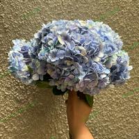 Gambar TheParty88- Hydrangea rotensia fresh flower bunga segar tangerang gading serpong b dari gsksjdhdidivh undefined 5 Tokopedia