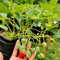Gambar KualitasTerbaik- bibit strawberry sachinoka original langka ( strawberry jepang ) dari apanamany undefined 3 Tokopedia