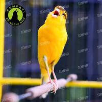 Gambar VOGEL VITAMINEN COMPLEET VITAMIN MENINGKATKAN METABOLISME TUBUH BIRAHI INTENSITAS KICAU DAYA TAHAN STAMINA TUBUH MENGATASI STRESS UNTUK SEMUA BURUNG dari fitrinurulsalwanii undefined 3 Tokopedia