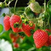 Gambar KualitasTerbaik- bibit strawberry sachinoka original langka ( strawberry jepang ) dari apanamany undefined 2 Tokopedia