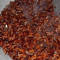 Gambar CL1NGY.    100rb/2 Pack. Entung Ungkrung Kepompong Pohon Jati Goreng Gurih dari Yeni Gresgidasima undefined 2 Tokopedia