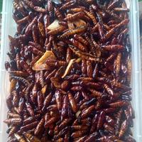 Gambar CL1NGY.    100rb/2 Pack. Entung Ungkrung Kepompong Pohon Jati Goreng Gurih dari Yeni Gresgidasima undefined 3 Tokopedia
