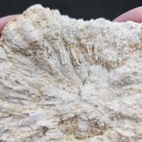 Gambar UNIQUE | Scleratinia Stone Coral Fossil Batu Koral Terumbu Karang Purba Natural Fossil Specimen #FOCOSDKS03 dari NeptuniumCrystals undefined 4 Tokopedia