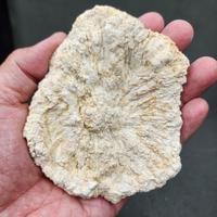 Gambar UNIQUE | Scleratinia Stone Coral Fossil Batu Koral Terumbu Karang Purba Natural Fossil Specimen #FOCOSDKS03 dari NeptuniumCrystals undefined 2 Tokopedia