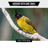 Gambar PetLove- Burung Kutilang Emas Jantan Rawatan dari dadaing undefined 4 Tokopedia