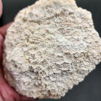 Gambar UNIQUE | Scleratinia Stone Coral Fossil Batu Koral Terumbu Karang Purba Natural Fossil Specimen #FOCOSDKS03 dari NeptuniumCrystals undefined 5 Tokopedia