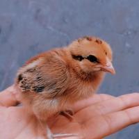 Gambar PetLove- DOC ayam Ketawa / Anak ayam ketawa asli dari dadaing undefined 3 Tokopedia