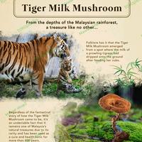 Gambar PURE BIO TIGER MILK MUSHROOM PREMIUM ORIGINAL IMPORT dari Mawar shop22 undefined 4 Tokopedia