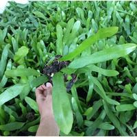 Gambar Tanaman Hias Bunga Wijaya Kusuma Ackermani - bibit bunga wijaya kusuma merah besar - BAKUL KEMBANG - Bunga Wijaya Kusuma - Bunga Gantung - Bunga hias - Bunga Hidup dari Rasya flora undefined 4 Tokopedia