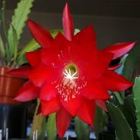 Gambar Tanaman Hias Bunga Wijaya Kusuma Ackermani - bibit bunga wijaya kusuma merah besar - BAKUL KEMBANG - Bunga Wijaya Kusuma - Bunga Gantung - Bunga hias - Bunga Hidup dari Rasya flora undefined 1 Tokopedia