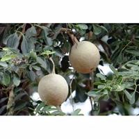 Gambar TerEnakk99- Buah kawista segar 1KG dari combolkn undefined 1 Tokopedia