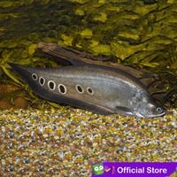 Gambar NEW Belida Bangkok Clown Knifefish Ikan Hias Air Tawar - Size ± 10cm dari Bu Rt 90 undefined 1 Tokopedia