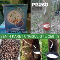 Gambar bibit karet unggul PD 260 isi 200 biji dari CV.UNGGUL MANUNGGAL undefined 1 Tokopedia