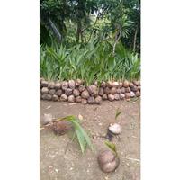 Gambar Kelapa Wulung Asli dari pelastik77 undefined 2 Tokopedia
