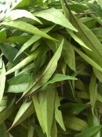 Gambar Daun Gandarusa Segar 1 Kg dari pelastik77 undefined 2 Tokopedia