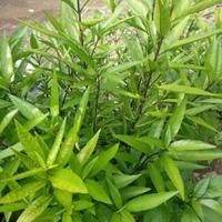Gambar Daun Gandarusa Segar 1 Kg dari pelastik77 undefined 1 Tokopedia