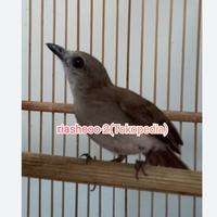 Gambar burung sikatan londo lokal kw sudah voer total dewasa mewah dari zarra_st0re undefined 2 Tokopedia