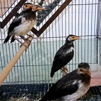 Gambar Jual Burung Jalak Suren Anakan Mandiri Limited dari sania__store undefined 2 Tokopedia