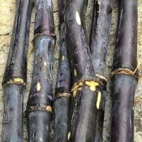 Gambar Batang Tebu ireng atau tebu hitam tebu wulung dari Wangi Lestari Indonesia undefined 2 Tokopedia