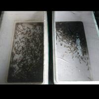 Gambar bibit ikan gabus channa striata makan pelet dari freedom_st0re undefined 2 Tokopedia