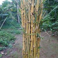Gambar Ajir Bambu Tanaman Bambu Utuh Ajir Tanaman Bambu Carangan Bambu 20 Cm dari RESTU BUMI IND undefined 2 Tokopedia