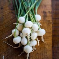 Gambar biji/benih/bibit tanaman bawang putih tunggal / lanang /5 biji dari verzastore undefined 3 Tokopedia