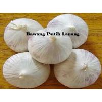 Gambar biji/benih/bibit tanaman bawang putih tunggal / lanang /5 biji dari verzastore undefined 5 Tokopedia