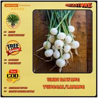 Gambar biji/benih/bibit tanaman bawang putih tunggal / lanang /5 biji dari verzastore undefined 1 Tokopedia