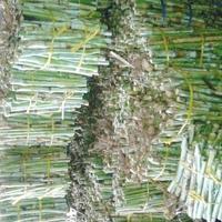 Gambar bibit rumput raja king grass perkilo zzmjxm 3943kg dari MARKER DT undefined 4 Tokopedia
