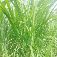 Gambar bibit rumput raja king grass perkilo zzmjxm 3943kg dari MARKER DT undefined 3 Tokopedia