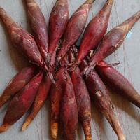 Gambar Buah Pining/ golobe ( Obat Herbal) 500 gr dari microshopp undefined 1 Tokopedia