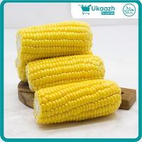 Gambar UKAAZH GROCERIES Jagung Manis Kupas Conventional 2 pcs dari Ukaazh undefined 1 Tokopedia