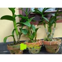 Gambar anggrek spesies dendrobium superbien dari bakulkembang undefined 2 Tokopedia
