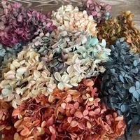 Gambar 6.5g/About 3~4CM Flower Petal,Real Natural Fresh Preserved Flowers dari bungacitrao undefined 1 Tokopedia