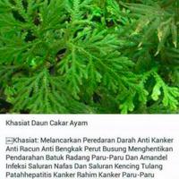Gambar New Promo tanaman hias herbal cakar ayam dari Kanzania shopp19 undefined 4 Tokopedia
