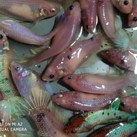 Gambar ikan cupang indukan betina,full telur siap di pijah dari Anggasp25 undefined 5 Tokopedia