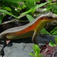 Gambar Kadal kebun - kadal peliharaan - bengkarung-reptil kebun dari Anggasp25 undefined 3 Tokopedia