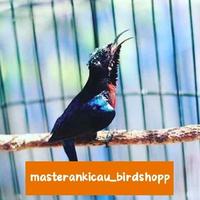 Gambar burung Kolibri ninja konin super gacor ngobra dari Anggasp25 undefined 1 Tokopedia