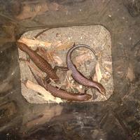 Gambar Kadal kebun - kadal peliharaan - bengkarung-reptil kebun dari Anggasp25 undefined 2 Tokopedia