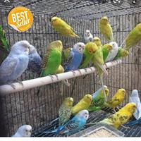 Gambar parkit lokal pilihan banyak pilihan dari Anggasp25 undefined 3 Tokopedia