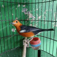 Gambar Burung Anis merah trotol jantan dari Anggasp25 undefined 2 Tokopedia