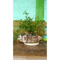 Gambar Bonsai BONSAI LANTANA dari RANTING PLENGKUNG undefined 1 Tokopedia