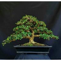 Gambar Bonsai tanaman bonsai hokiantea micro berbuah siap pajang (sesuai dari RANTING PLENGKUNG undefined 1 Tokopedia